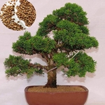 20Pcs Japonês White Pine Pinus Parviflora Plantas Verdes Mini Árvore Bonsai Sementes