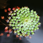 10pcs Ludwigia Sedioides Sementes Mosaico água Planta Aquática Jardim Casa Lagoa Decoração