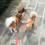 50 cm Poliéster Duplex Duplo Dog Walk Coupler Twin Lead 2 Way Two Pet Leash Safety Gifts
