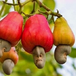 5Pcs Sementes De Castanha De Caju Deliciosa árvore De Frutas Tropicais Jardim Quintal Fazenda Planta