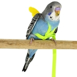 Pet Parrot Pássaro Harness Set Leash Corda Voar Peito Cintos para Outdoor Training cor aleatória
