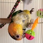 Ficha técnica e caractérísticas do produto Pet Bird Parrot Hollow Double-head Bell Ball Rattle Mordida Mastigar Brinquedo Interativo